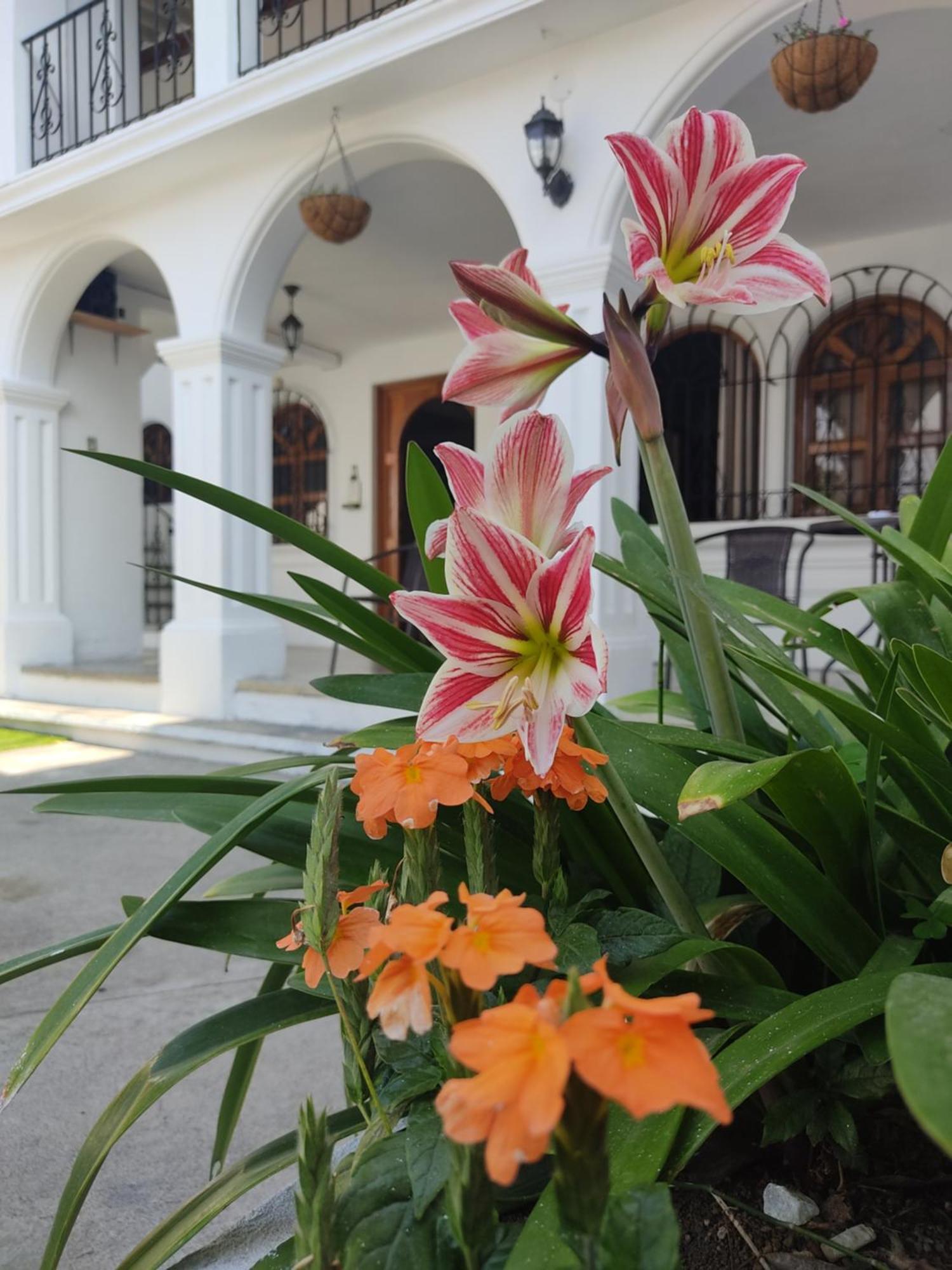 Blue Moon Hostel Antigua Eksteriør bilde